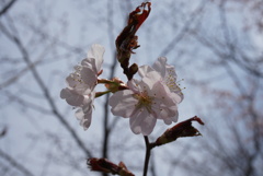 桜