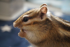 DSC08709