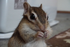 シマリス