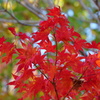 DSC08659_1