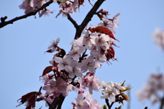 DSC_3038