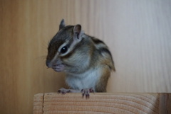 DSC07074