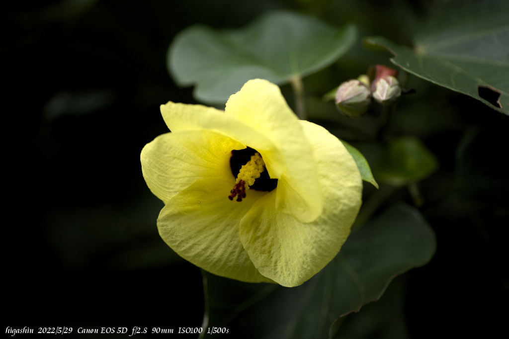 beach hibiscus