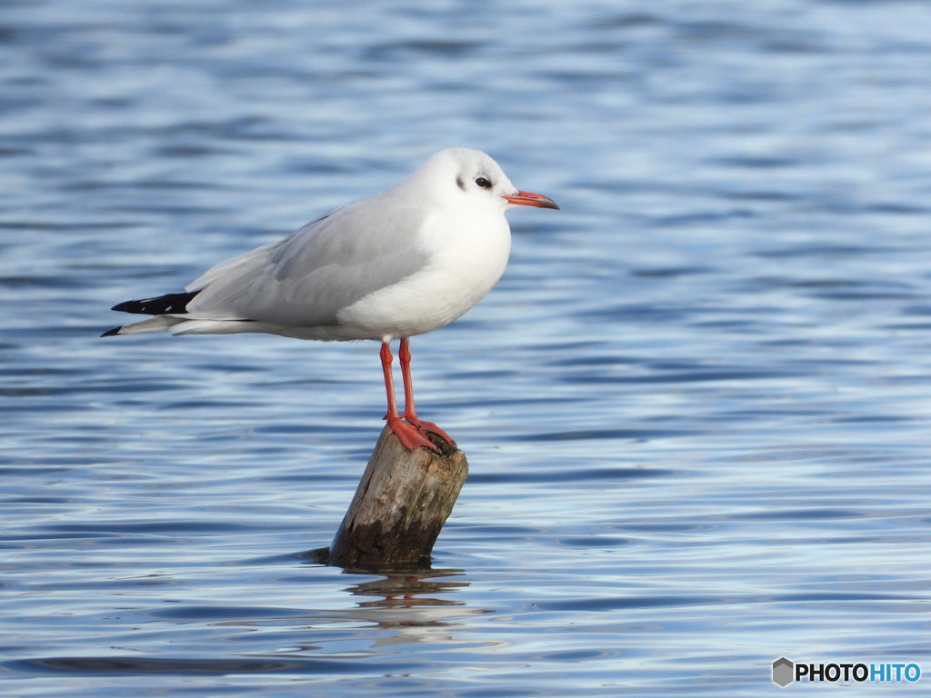 Chroicocephalus ridibundus