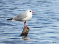 Chroicocephalus ridibundus