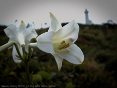 Lilium longiflorum