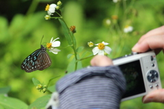 Ideopsis similis