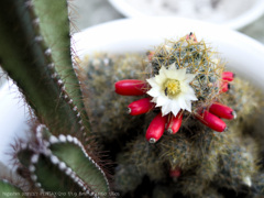 サボテンの花とあり