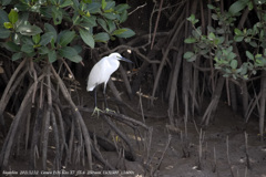 Egretta garzetta