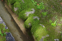 苔のwabi　to　sabi