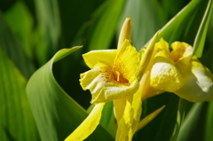 ビューティーモデル