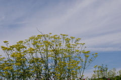 ウオ－リ－+を探せ