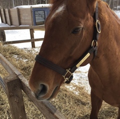 Horse ただ今考え中