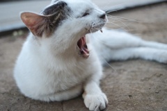 おおあくび