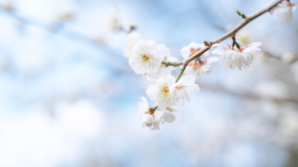 春の兆し