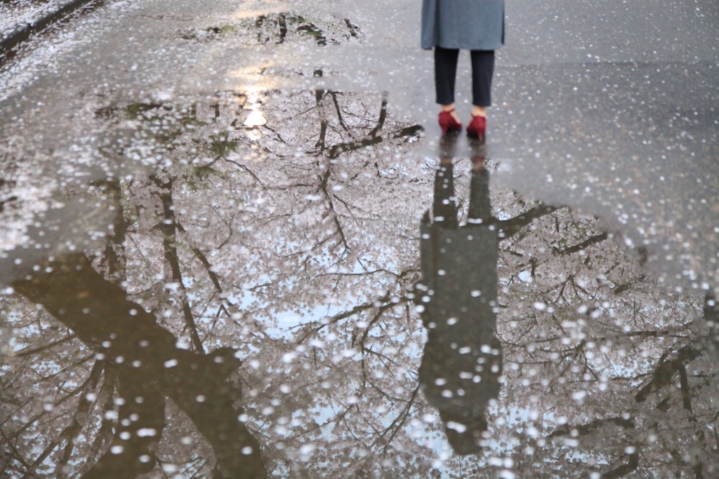 いつかの桜