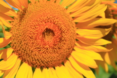 太陽の花