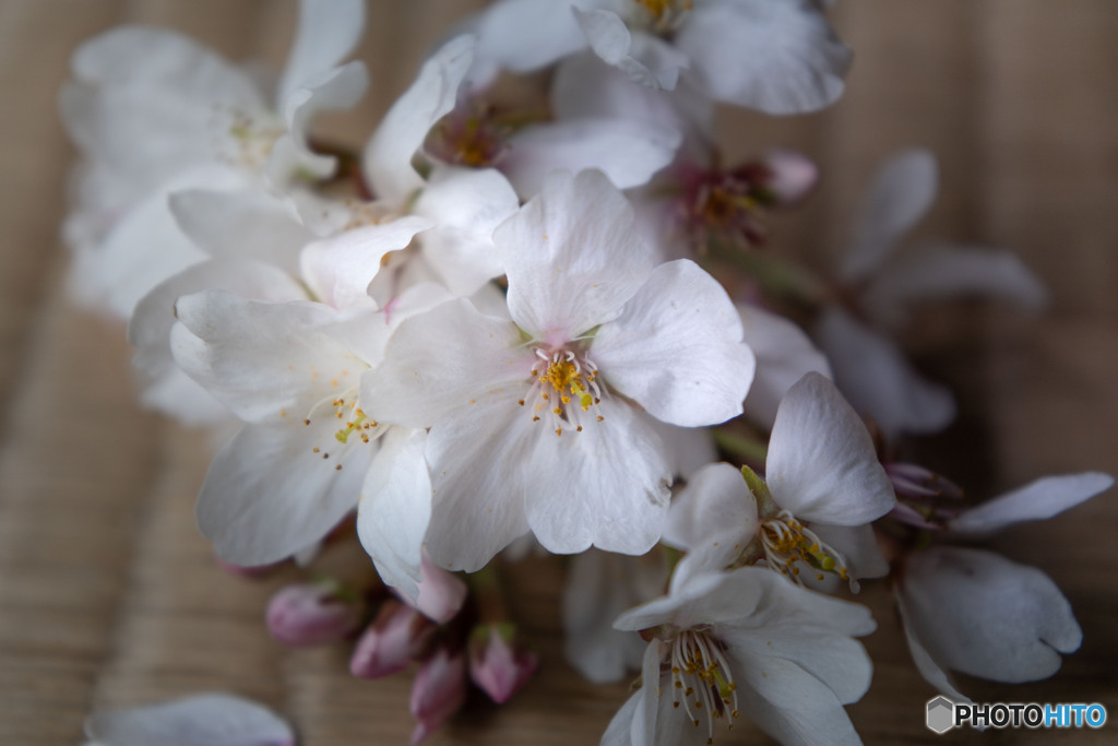 畳と桜
