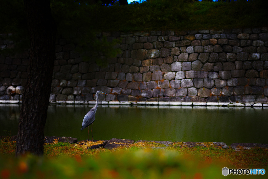 二条の鳥