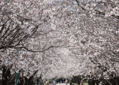 桜並木