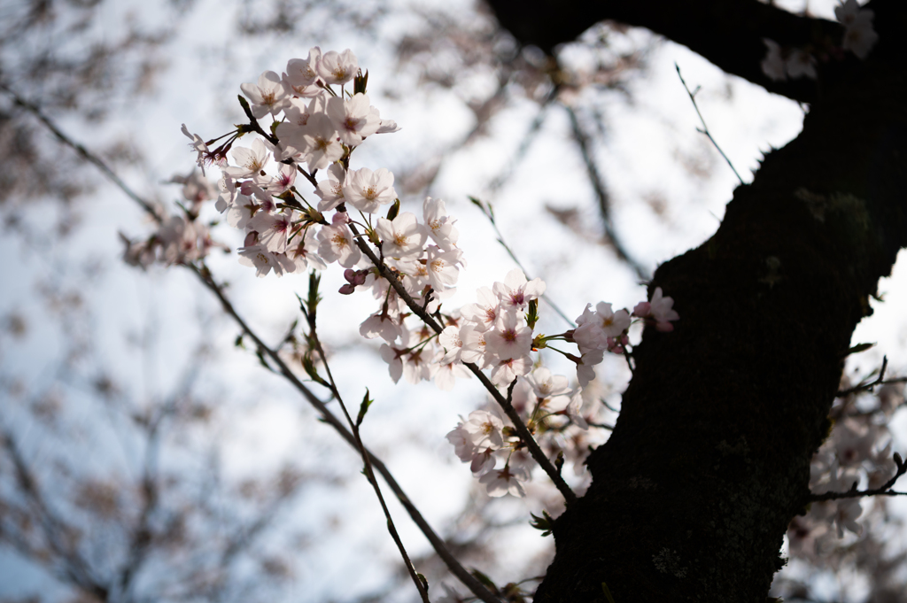 cherry blossom