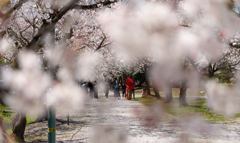 桜と前撮り