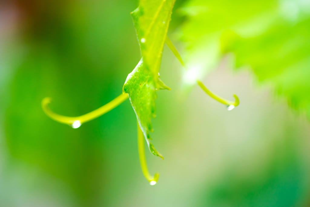 雨音