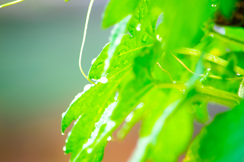 雨音