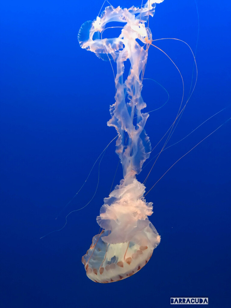 モントレー水族館