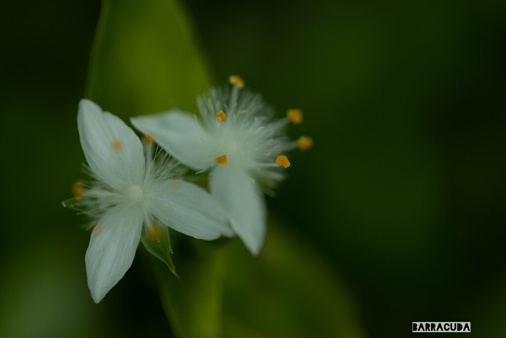 近くの公園にて⑤