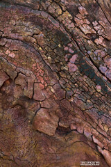 造形美『木肌』