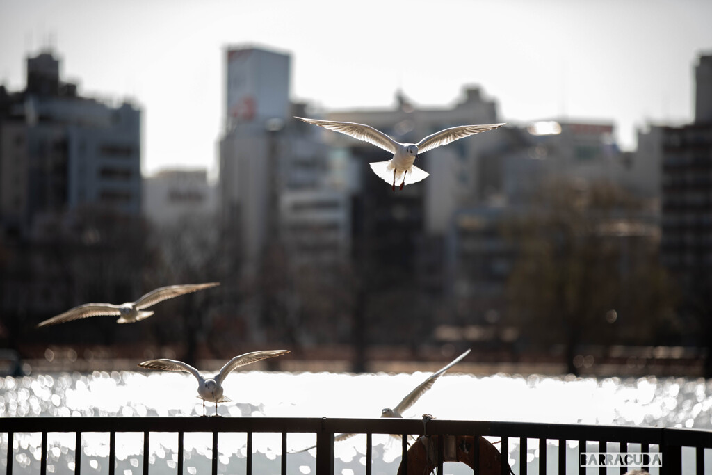 ユリカモメ　シリーズ③