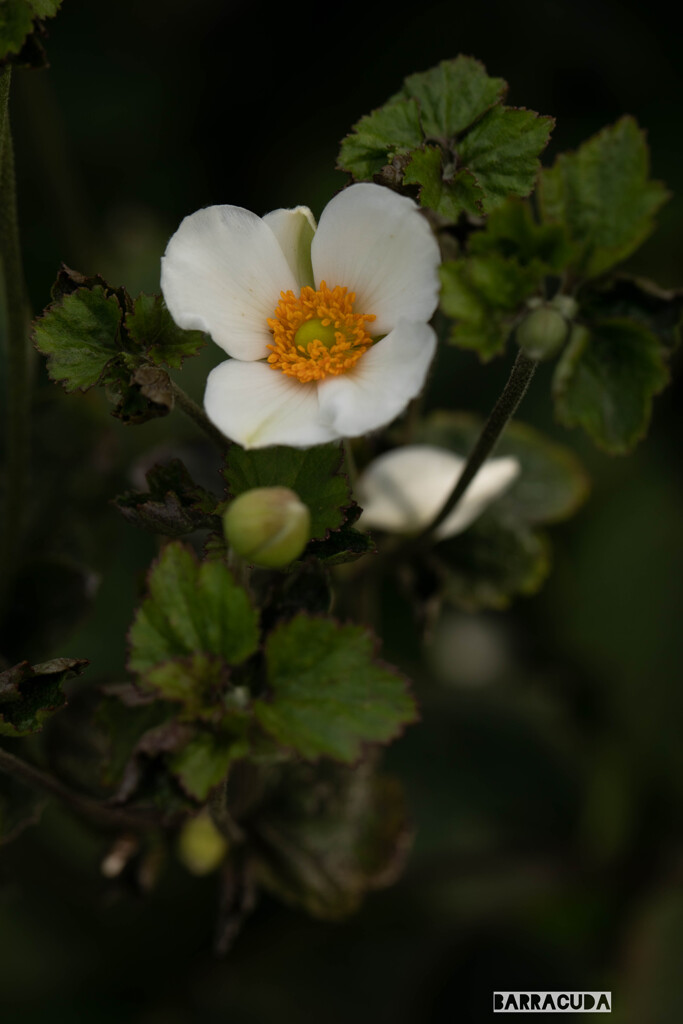晩夏の花たち①
