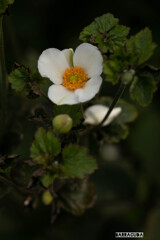 晩夏の花たち①