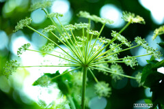 灼熱の小石川植物園①