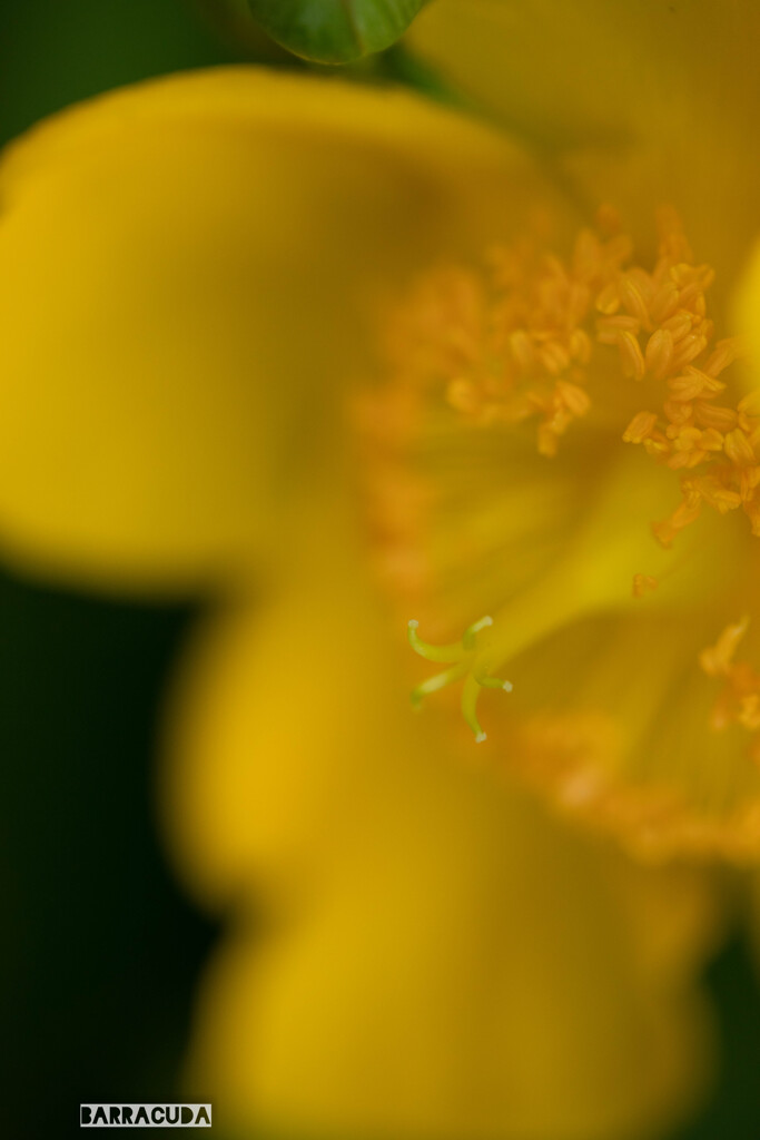 柑橘系の花