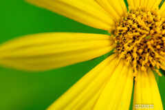 久しぶりのこども植物園⑦