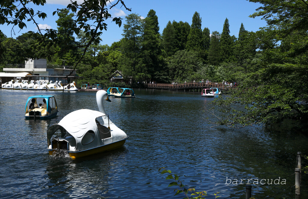 井之頭公園の巻（またしても蔵出し）②