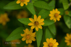 横浜こども植物園にて2