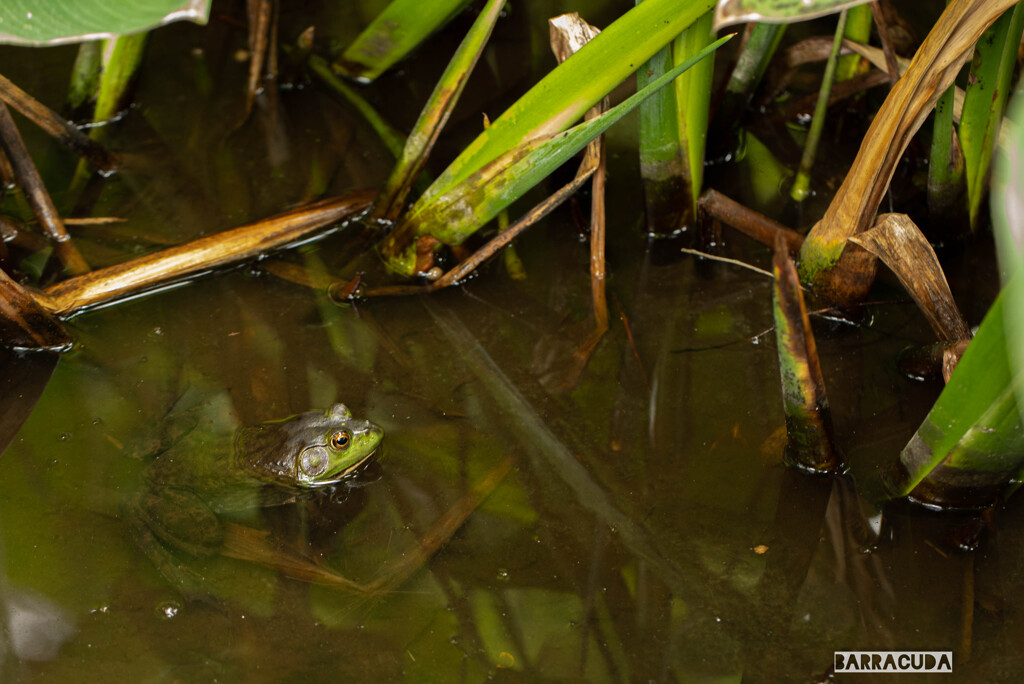 梅雨の申し子？④