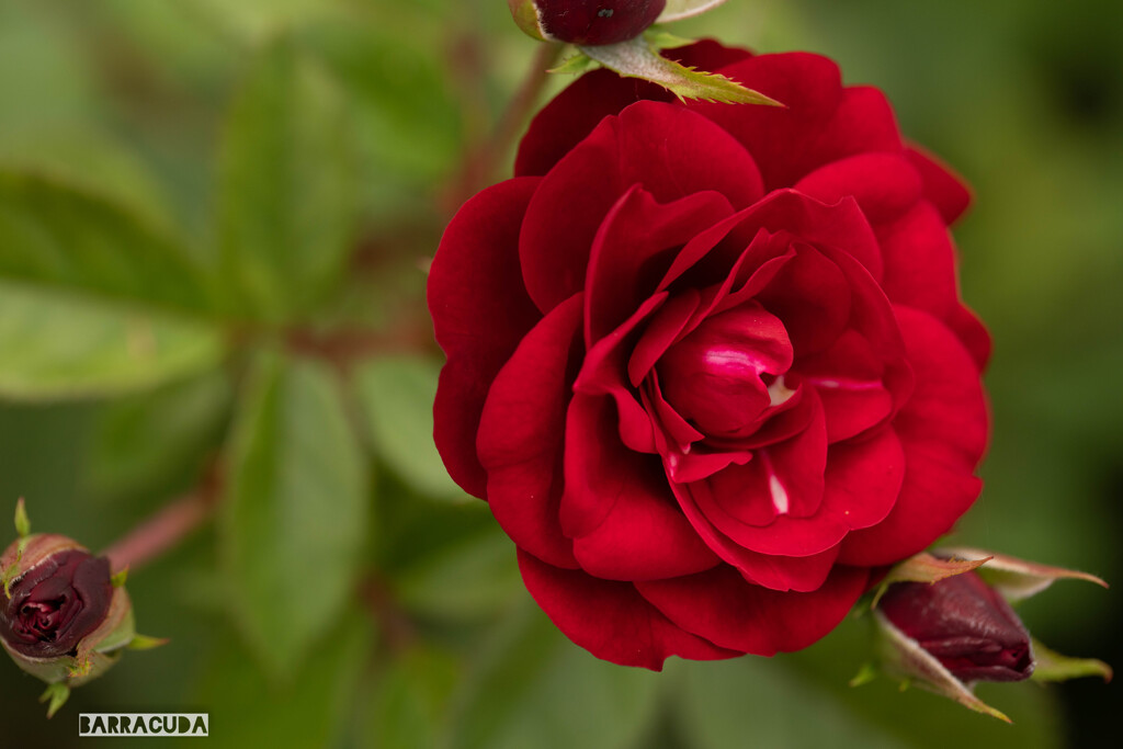 神代植物園：バラ①