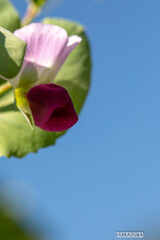 空のまめの花？