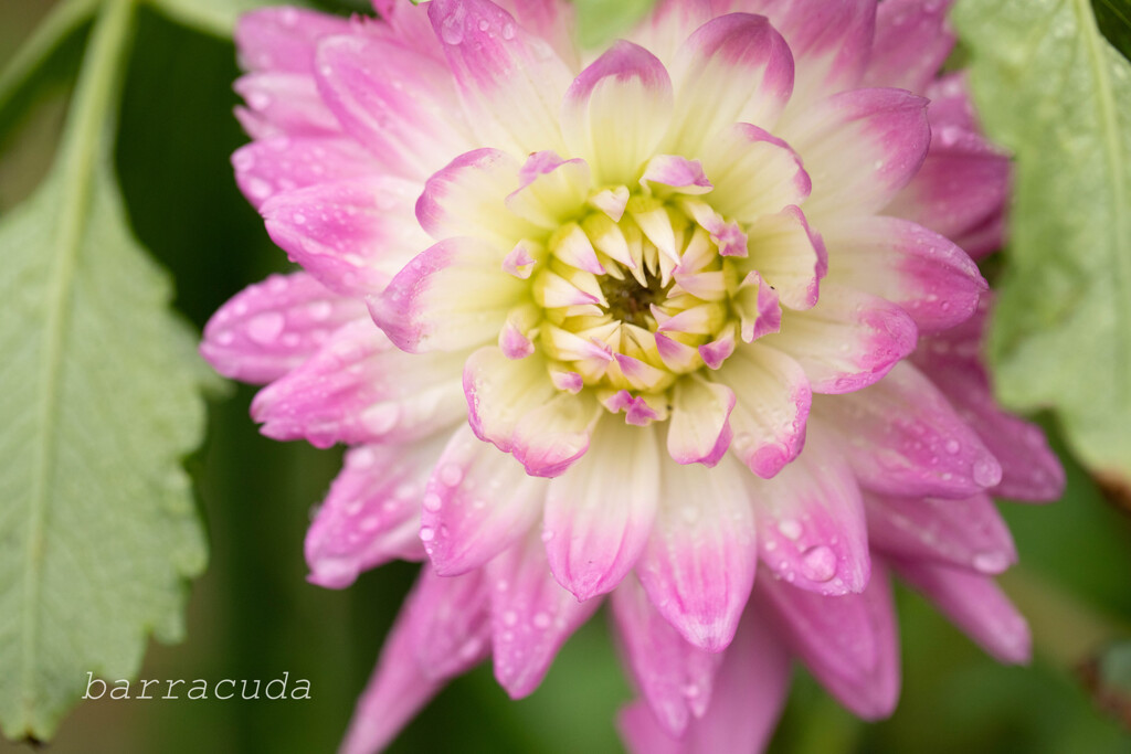 町田ダリア園シリーズ③