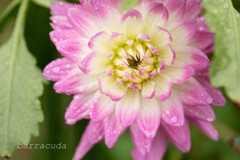 町田ダリア園シリーズ③