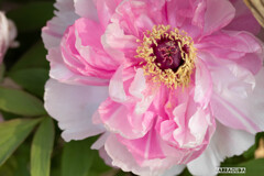 上野ぼたん苑シリーズ⑦