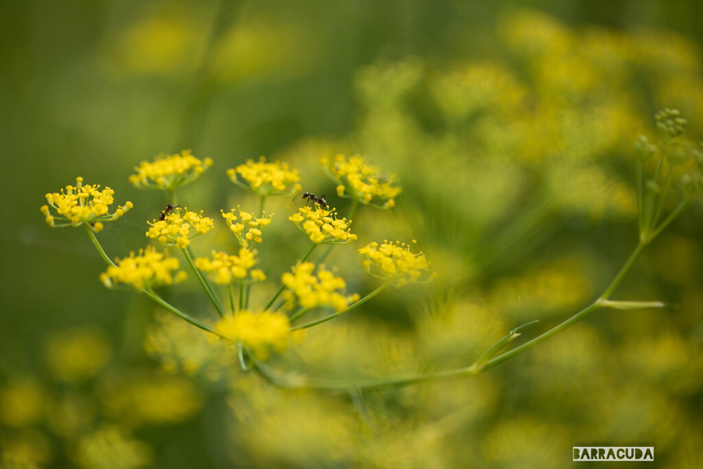 こども植物園7月5日①