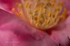 大船フラワーセンター③