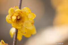 上野ぼたん苑シリーズ④