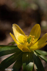 似たような花シリーズ①