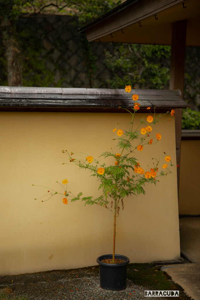 秦野市戸川公園にて⑥